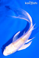 5.75" GINRIN LEMON HARWAKE BUTTERFLY