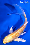 5.25" GINRIN YAMABUKI OGON BUTTERFLY