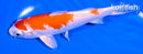 5.5" HARIWAKE