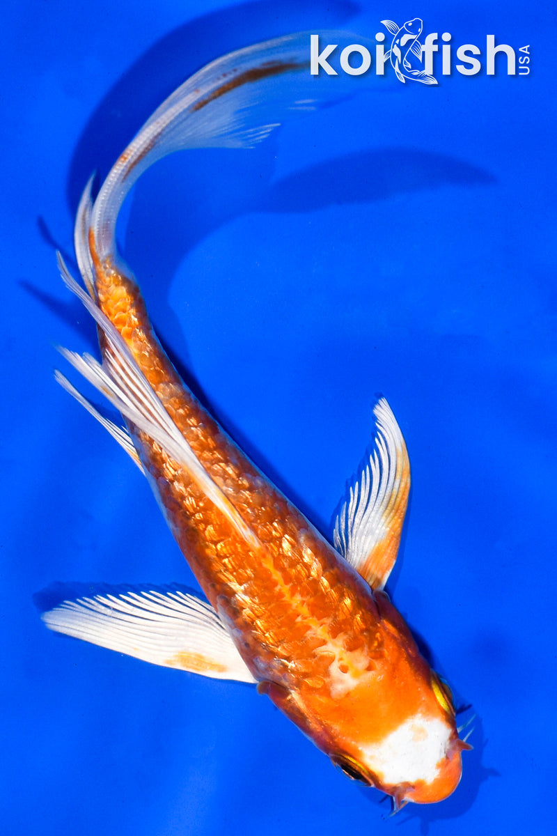 5.5" GINRIN HARIWAKE BUTTERFLY