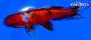 4.5" CALICO WAKIN GOLDFISH