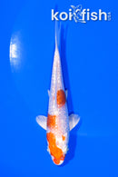 5.25" GINRIN HARIWAKE