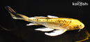 8.25" ARAGOKE KUJAKU BUTTERFLY