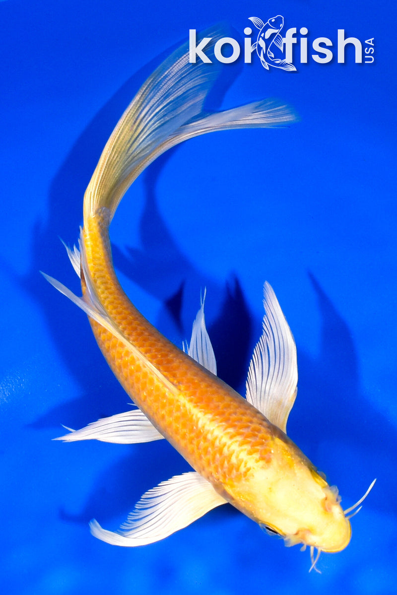 7.75" YAMABUKI OGON BUTTERFLY