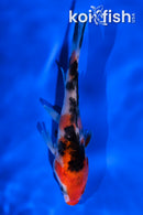 3.5" SANKE