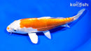 7.75" LEATHER KIKUSUI