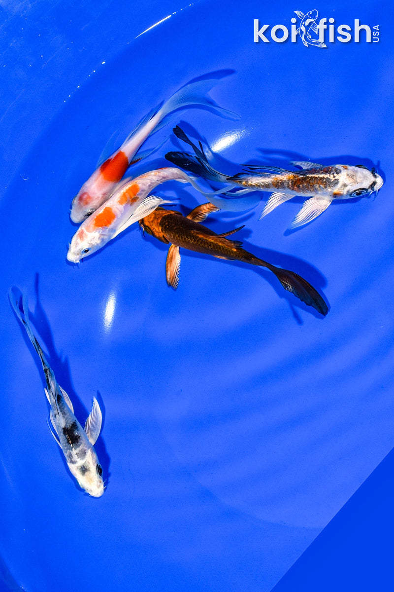 PACK OF (5) 3-4" BUTTERFLY KOI