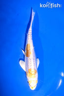 5.5" DOITSU LEMON HARIWAKE