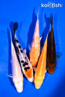 PACK OF (5) 4-5" STANDARD KOI