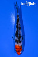 4.75" HOODED SANKE