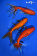 PACK OF (3) 5.5-6" WAKIN GOLDFISH