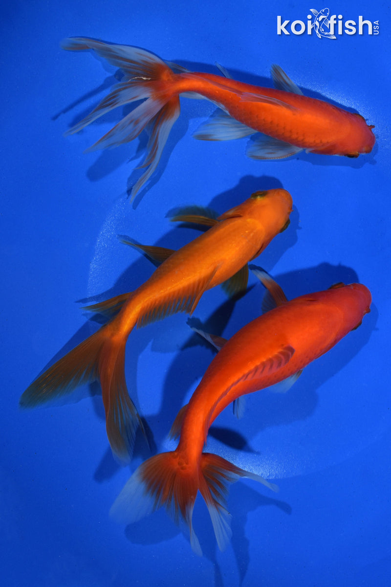 PACK OF (3) 5.5-6" WAKIN GOLDFISH