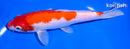 6.75" KOHAKU