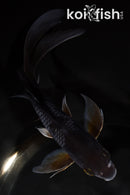 6.25" OCHIBA SHIGURE BUTTERFLY