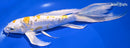 9.75" DOITSU LEMON HARIWAKE BUTTERFLY