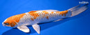 13" KUJAKU