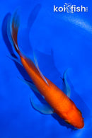 5.5" KOHAKU BUTTERFLY