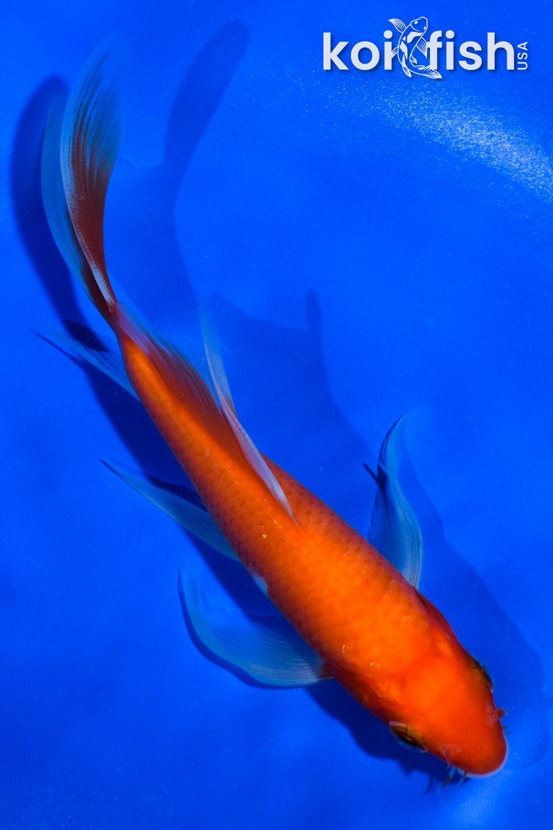 5.5" KOHAKU BUTTERFLY