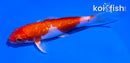 5" GINRIN HARIWAKE