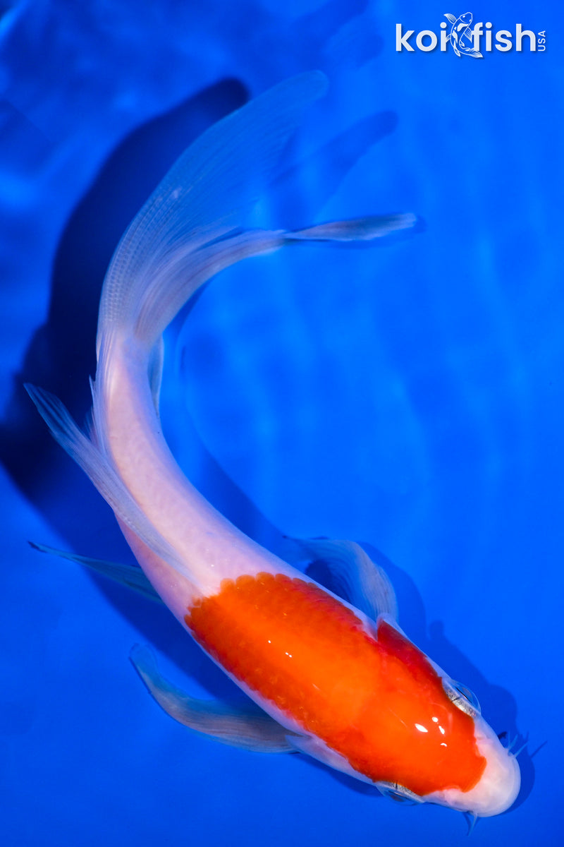 5.25" KOHAKU BUTTERFLY