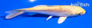 5" DOITSU YAMABUKI OGON