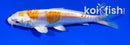 4" KIKUSUI