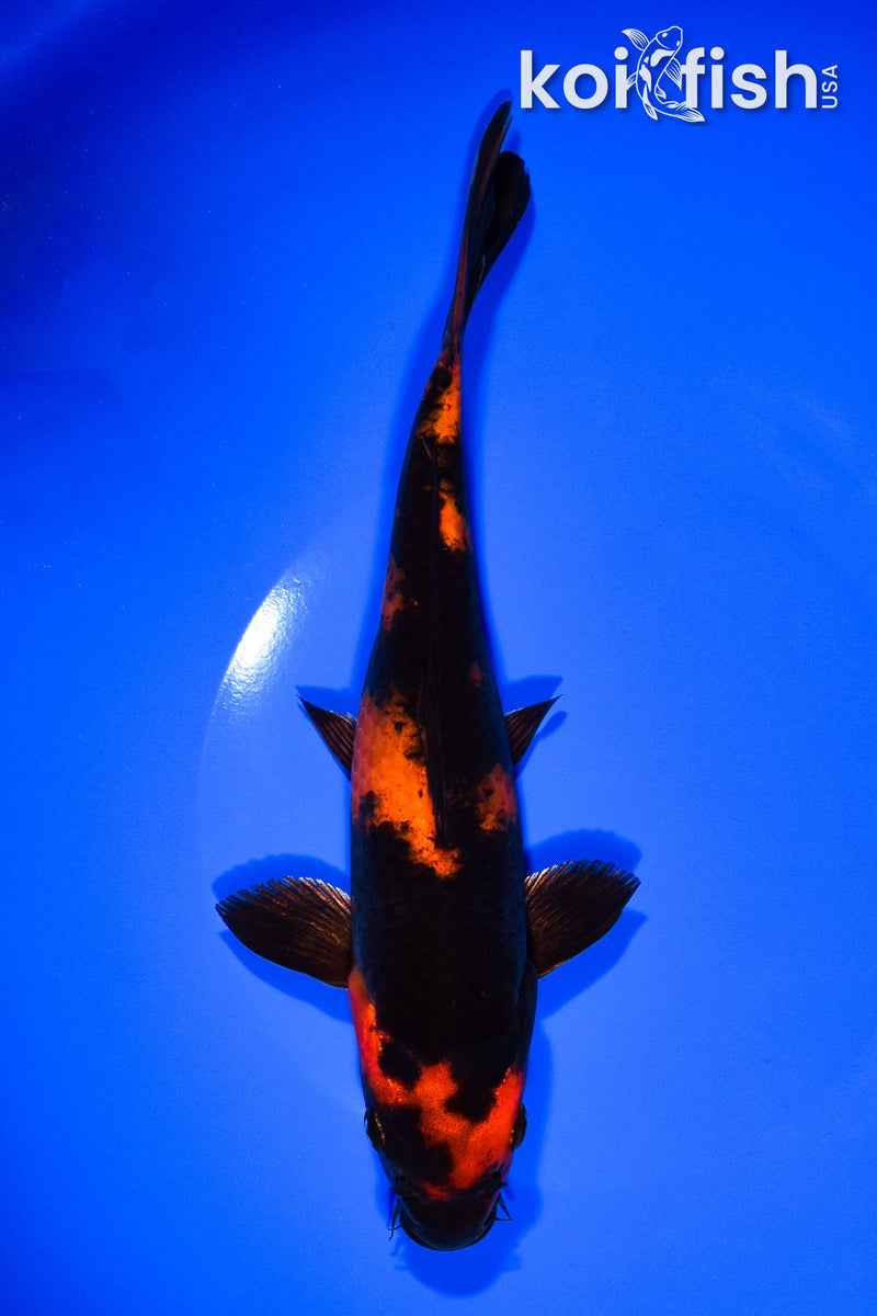 8.5" HI UTSURI