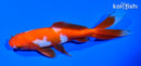 5.5" WAKIN GOLDFISH