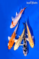 PACK OF (5) 4-5" STANDARD GINRIN KOI
