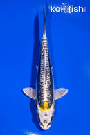 6" KIN KIKOKURYU