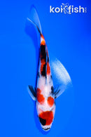 6.75" SHOWA