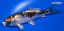 4.25" BENI KIKOKURYU