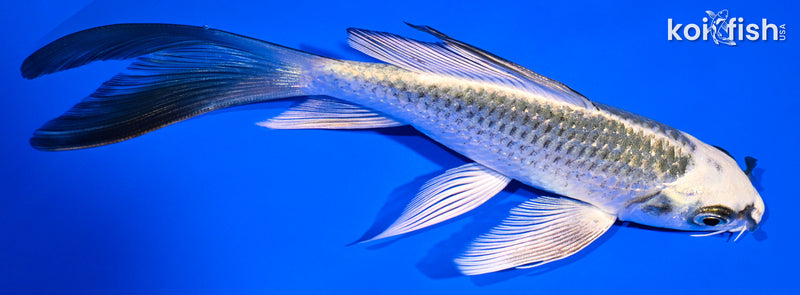 5.75" KUJAKU BUTTERFLY