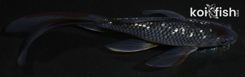 6" GINRIN TANCHO OCHIBA SHIGURE BUTTERFLY