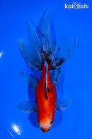 6" CALICO WATONAI GOLDFISH