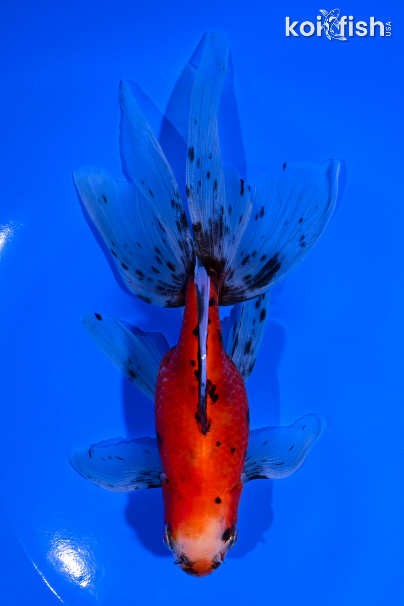 6" CALICO WATONAI GOLDFISH