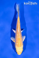 4" GINRIN YAMABUKI OGON