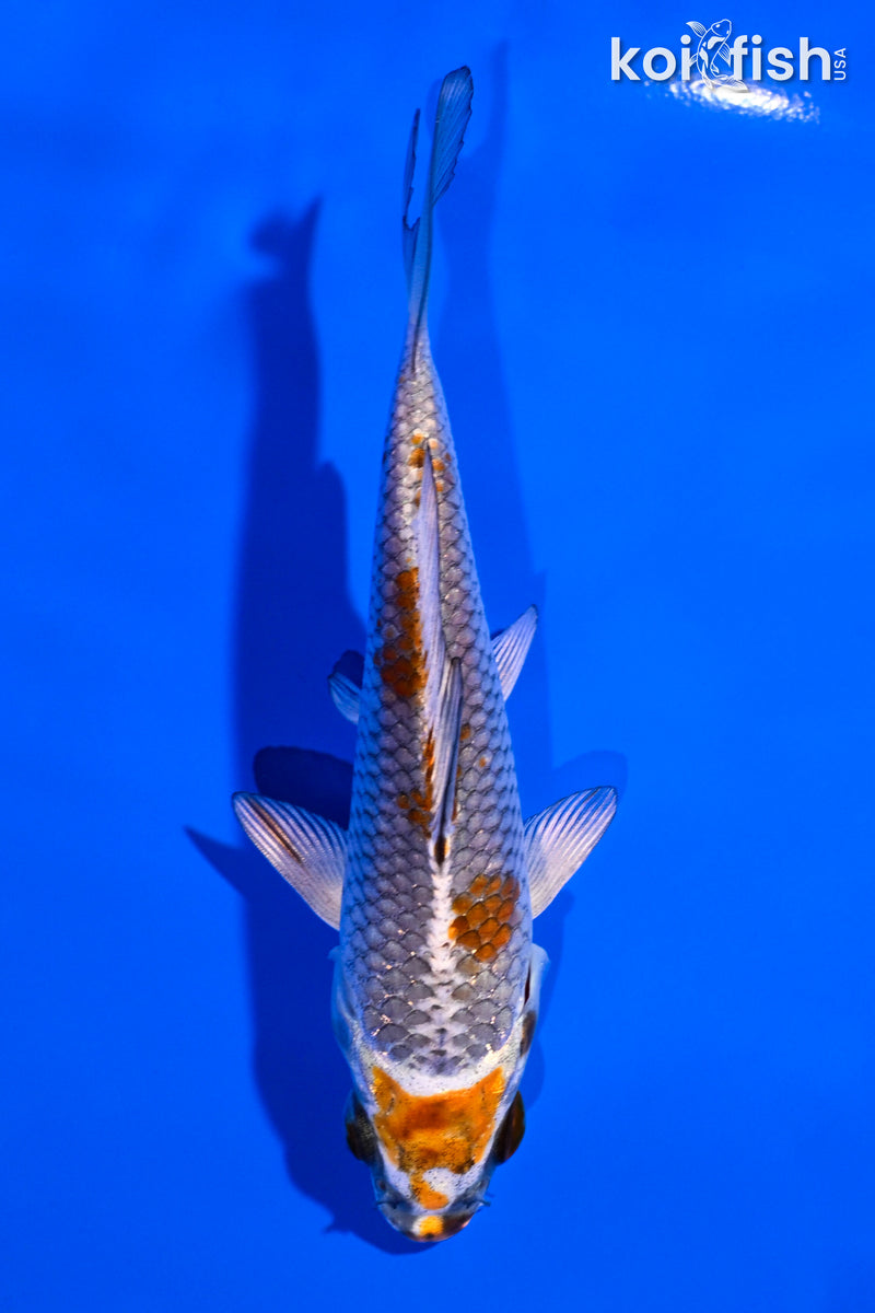 4.5" BENI GINGA