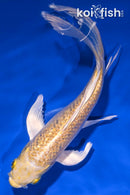 7.25" GINRIN YAMABUKI OGON BUTTERFLY