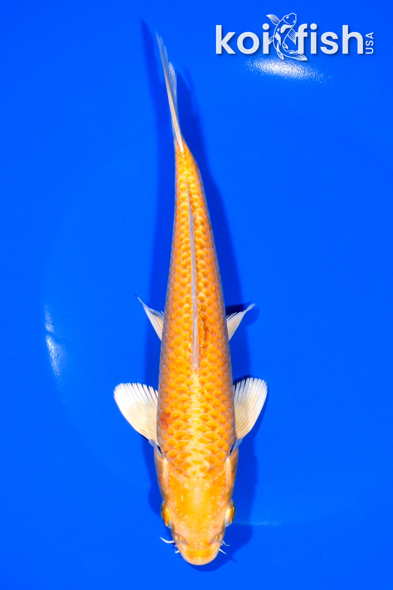 7.25" YAMABUKI OGON