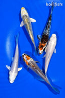 PACK OF (5) 4-4.5" STANDARD KOI