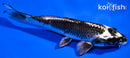 6.75" GINGA