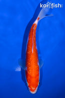 7.5" GINRIN KOHAKU