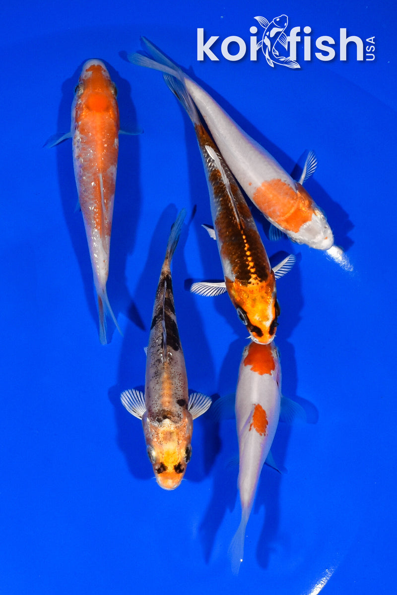 PACK OF (5) 3.5"- 4" STANDARD KOI