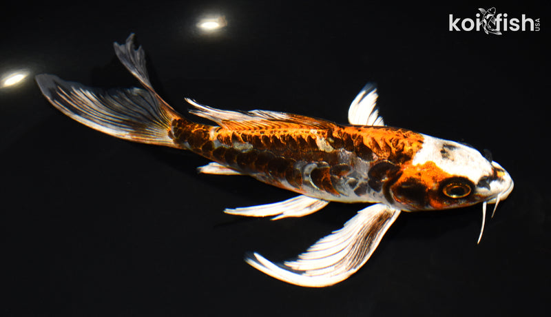 7.75" ARAGOKE BENI KIKOKURYU BUTTERFLY