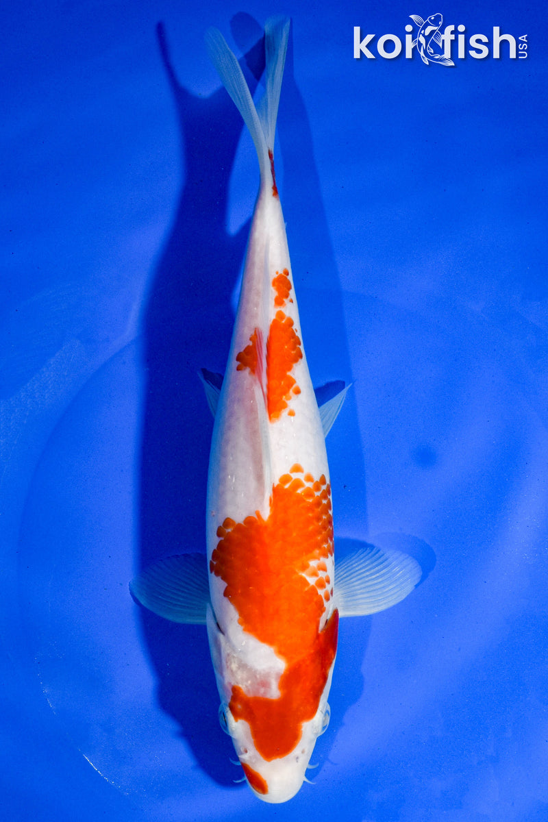 9" KOHAKU