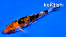 4.5" DOITSU SANKE