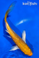 5" GINRIN YAMABUKI OGON BUTTERFLY