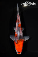 6.25" GOSHIKI
