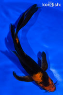 7" KIN HI UTSURI BUTTERFLY